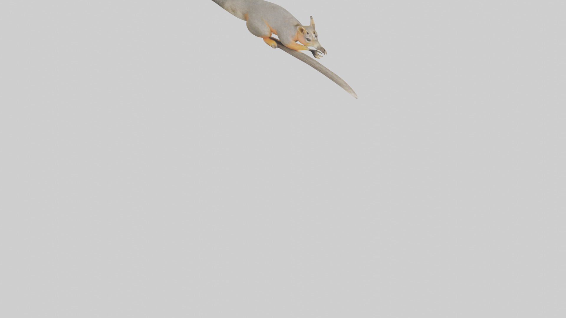 Fox Squirrel perched model Low-poly 3D model_6