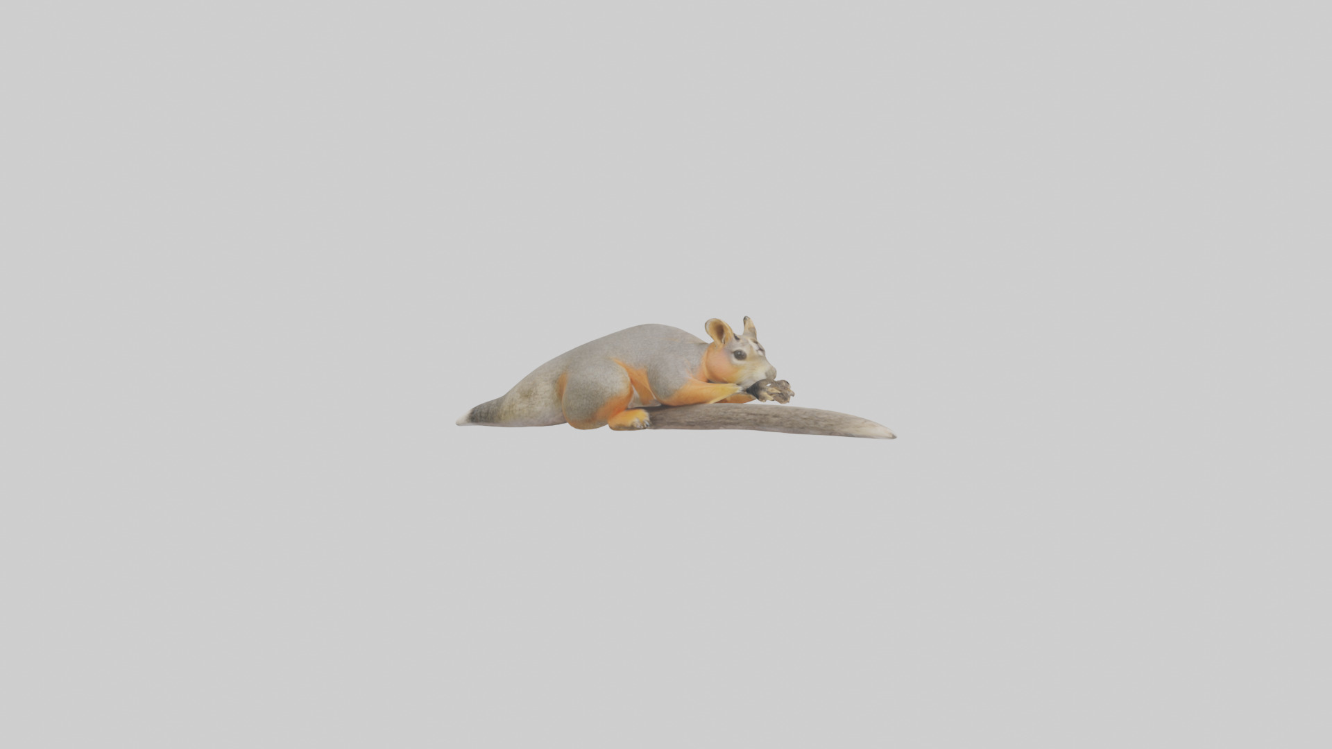 Fox Squirrel perched model Low-poly 3D model_16
