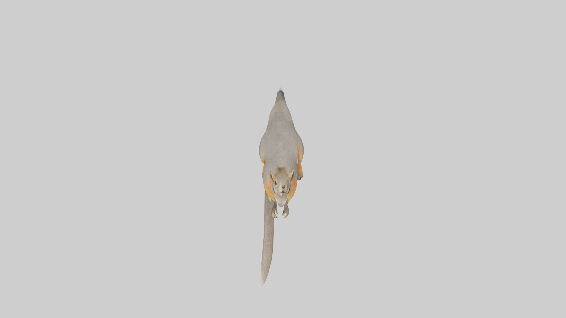 Fox Squirrel perched model Low-poly 3D model_26