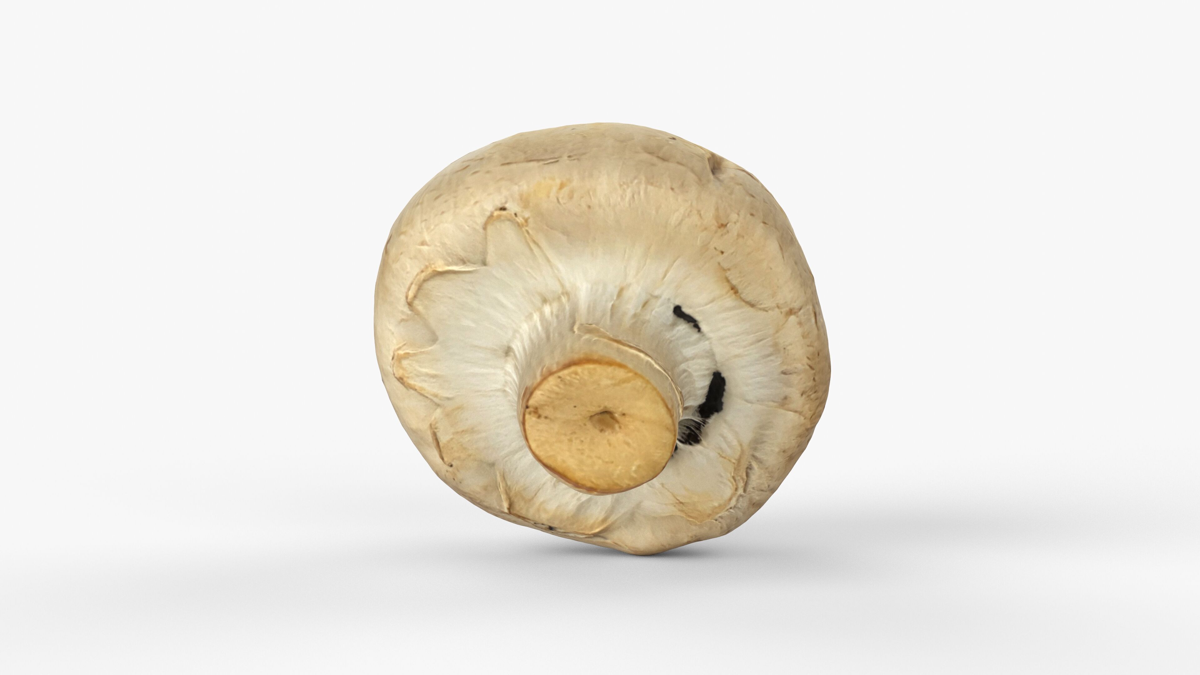 Photorealistic 3D scan of Champignon mushroom Low-poly 3D model_11