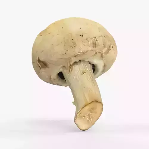 Photorealistic 3D scan of Champignon mushroom