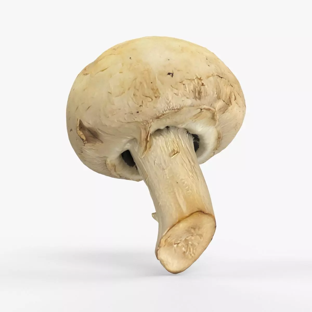 Photorealistic 3D scan of Champignon mushroom Low-poly 3D model_0
