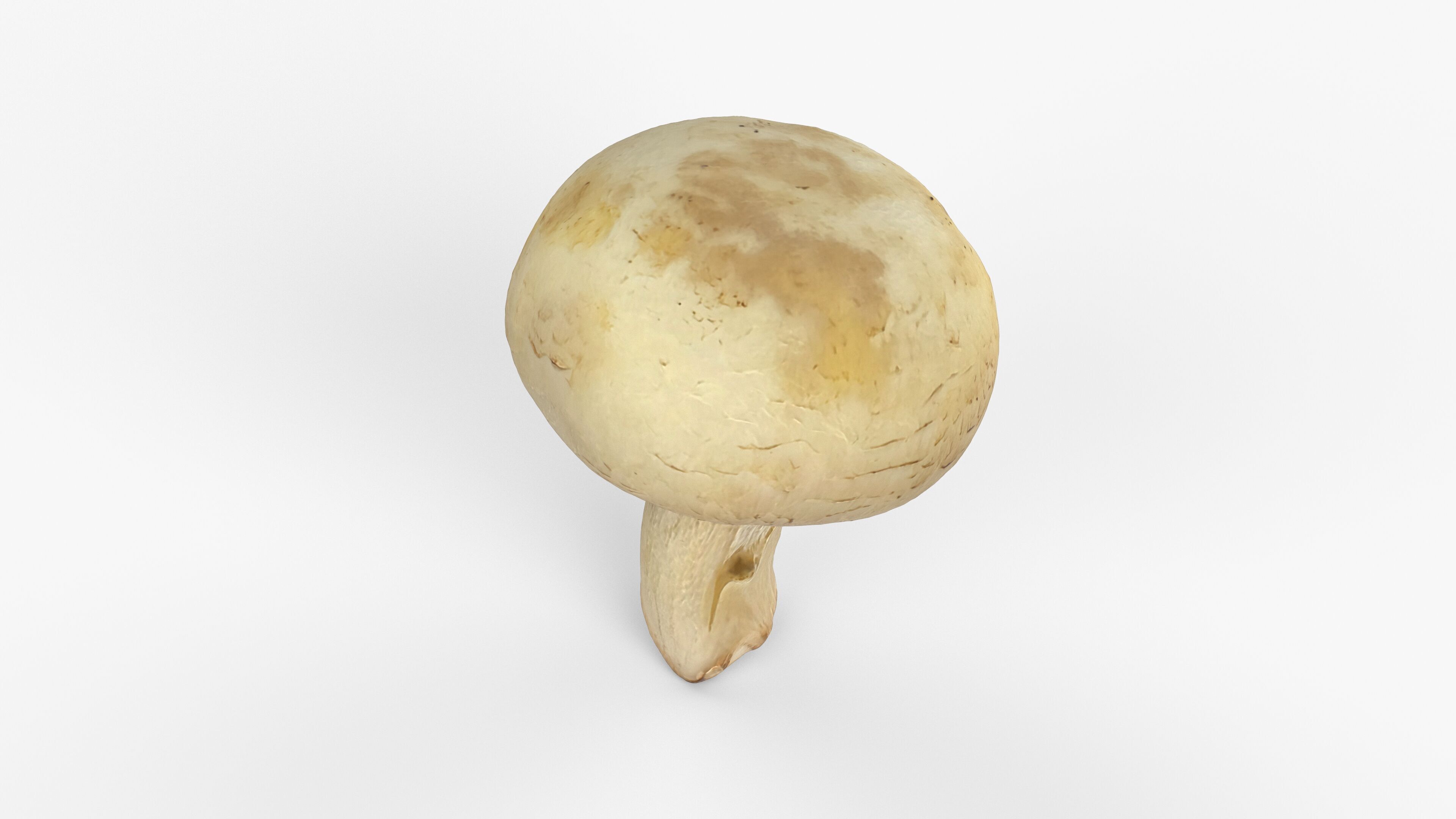 Photorealistic 3D scan of Champignon mushroom Low-poly 3D model_10