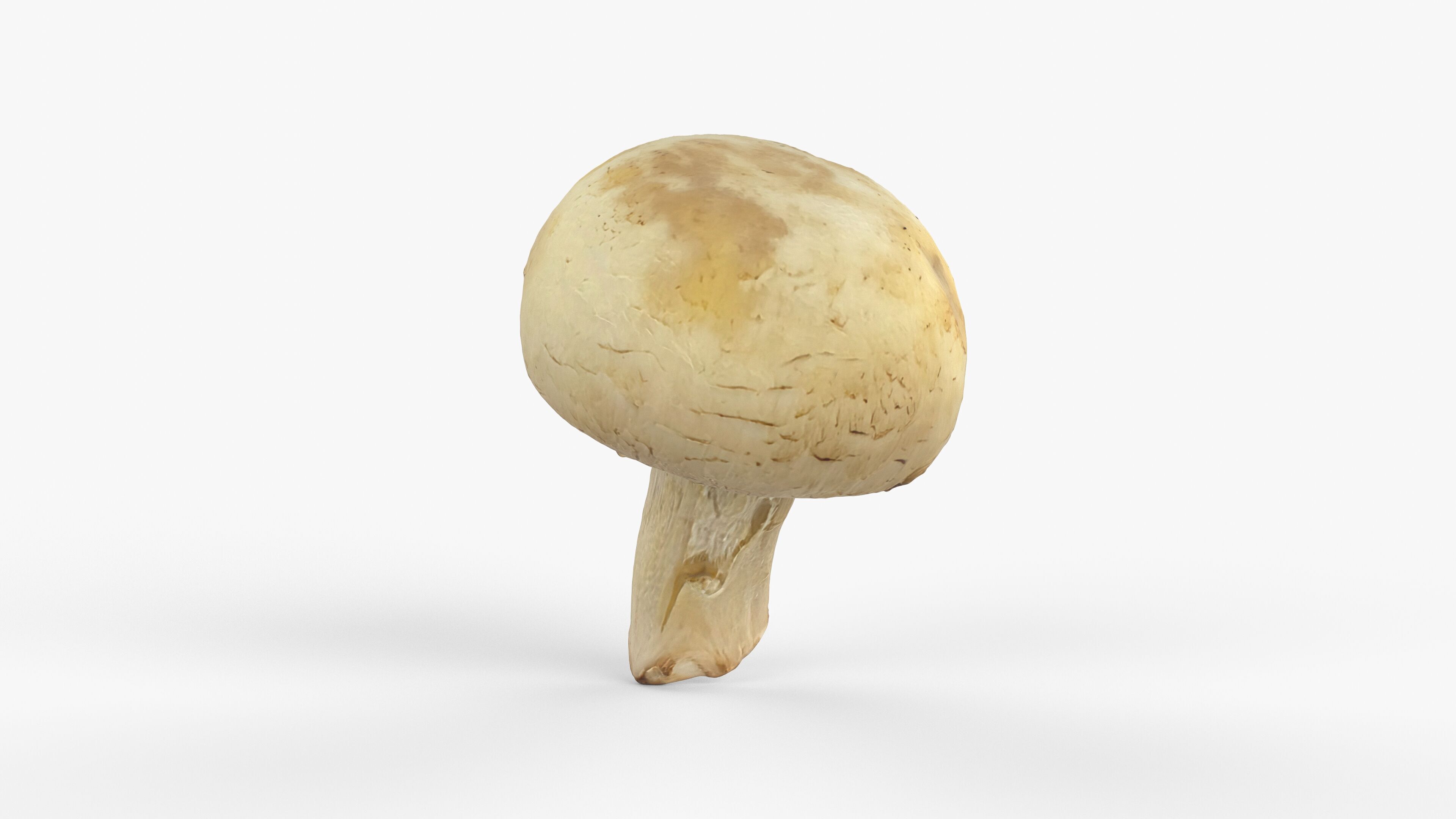 Photorealistic 3D scan of Champignon mushroom Low-poly 3D model_9