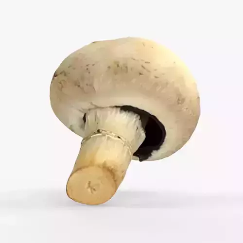 Photorealistic 3D scan of Champignon mushroom Low-poly 3D model