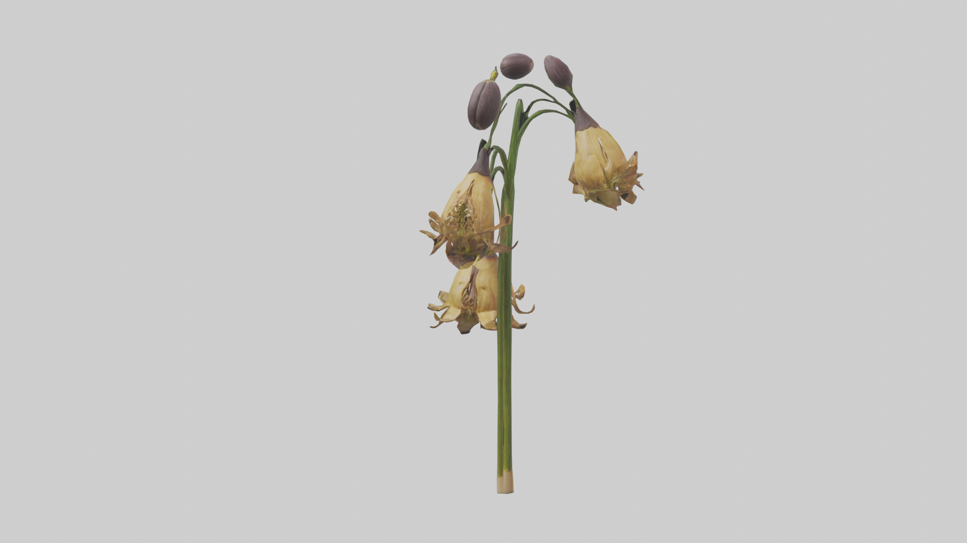 Fritillaria model Low-poly 3D model_13