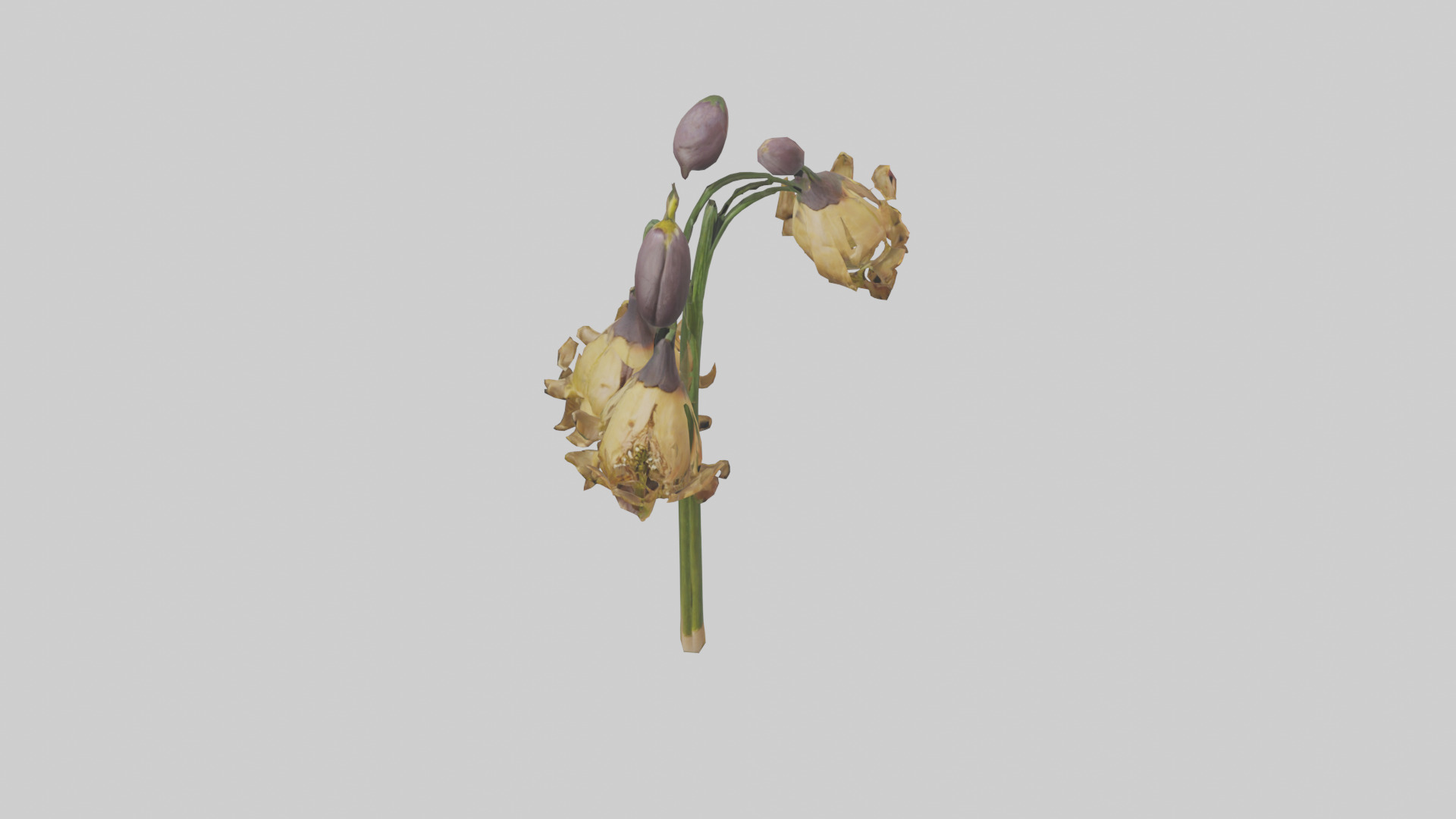 Fritillaria model Low-poly 3D model_26