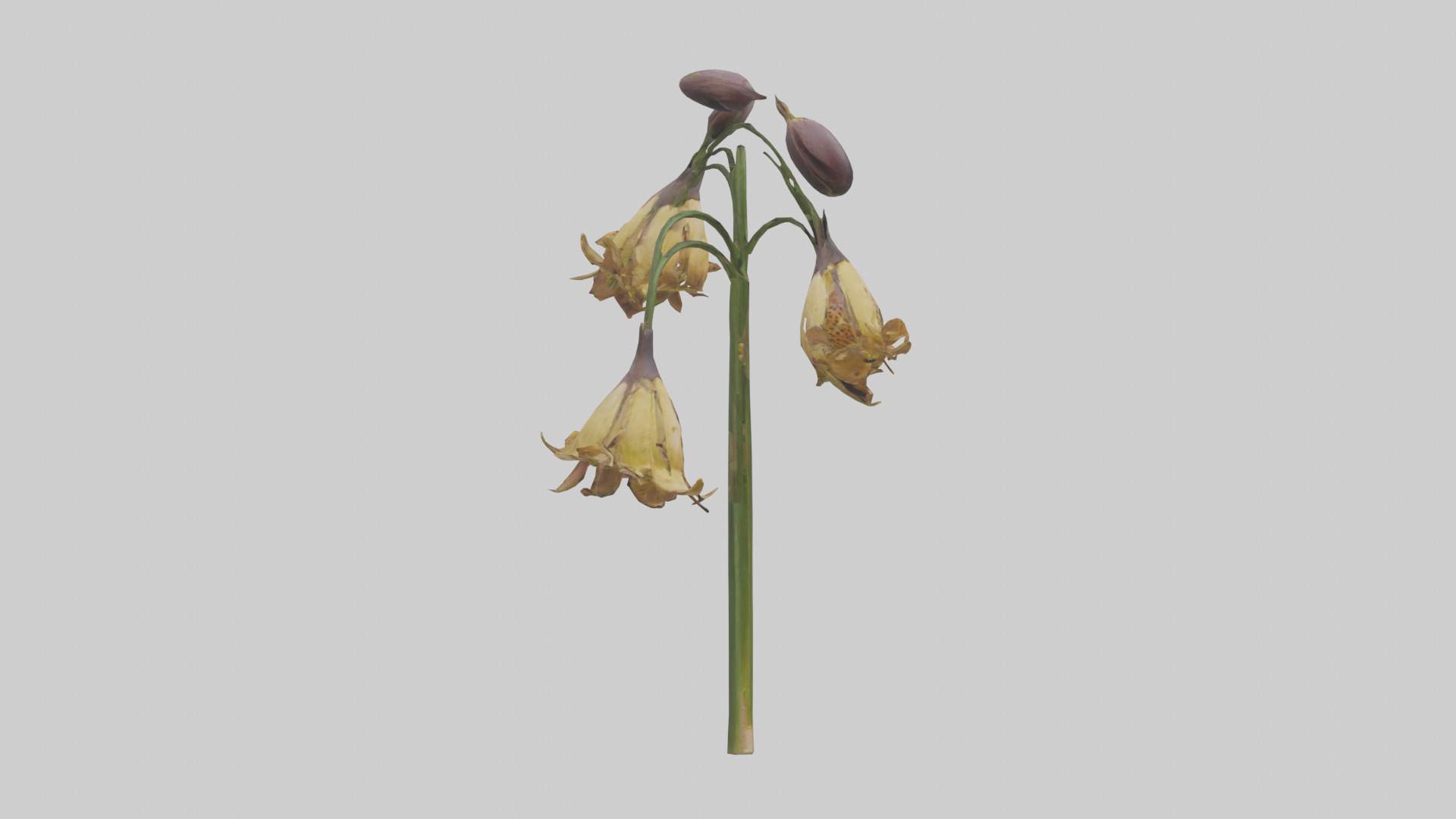 Fritillaria model Low-poly 3D model_23