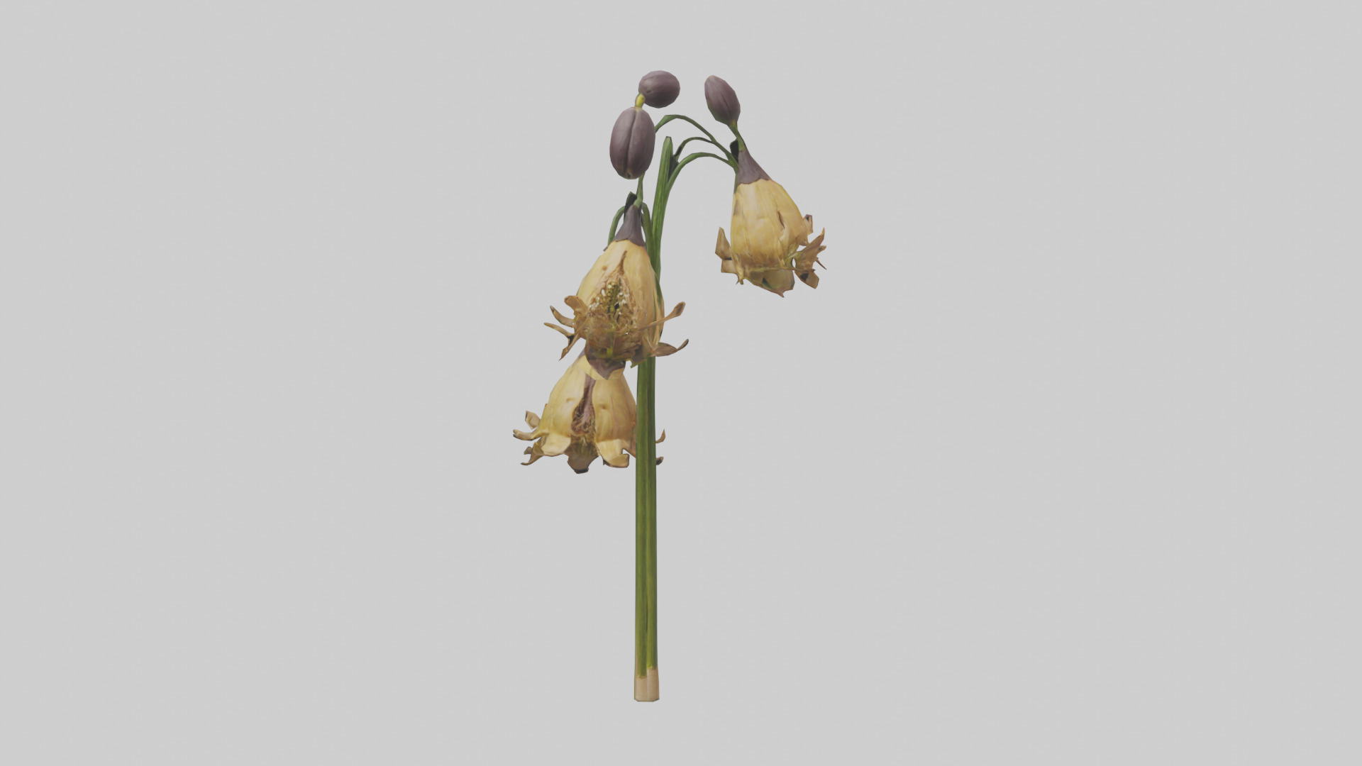 Fritillaria model Low-poly 3D model_19