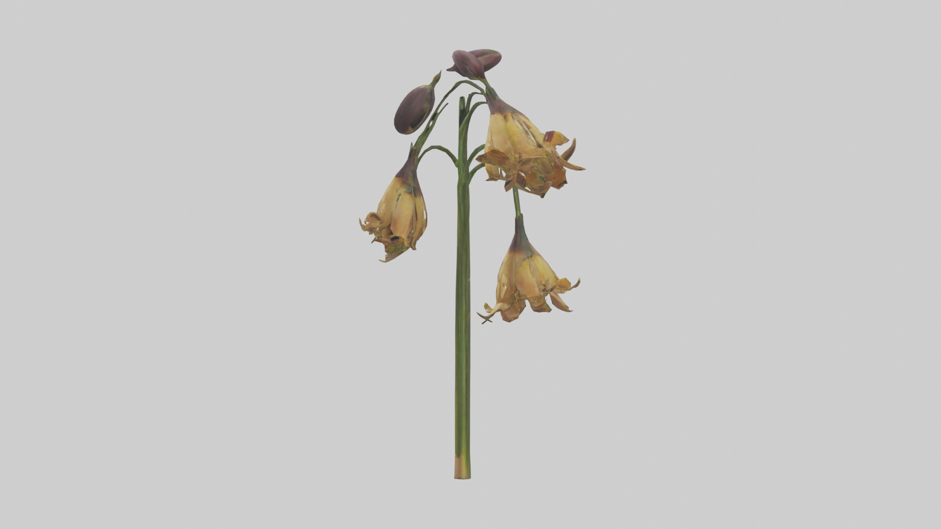 Fritillaria model Low-poly 3D model_22
