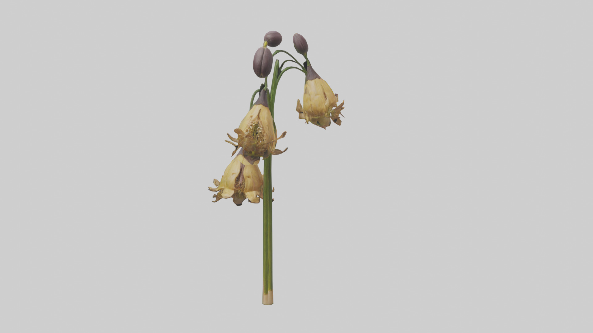 Fritillaria model Low-poly 3D model_17