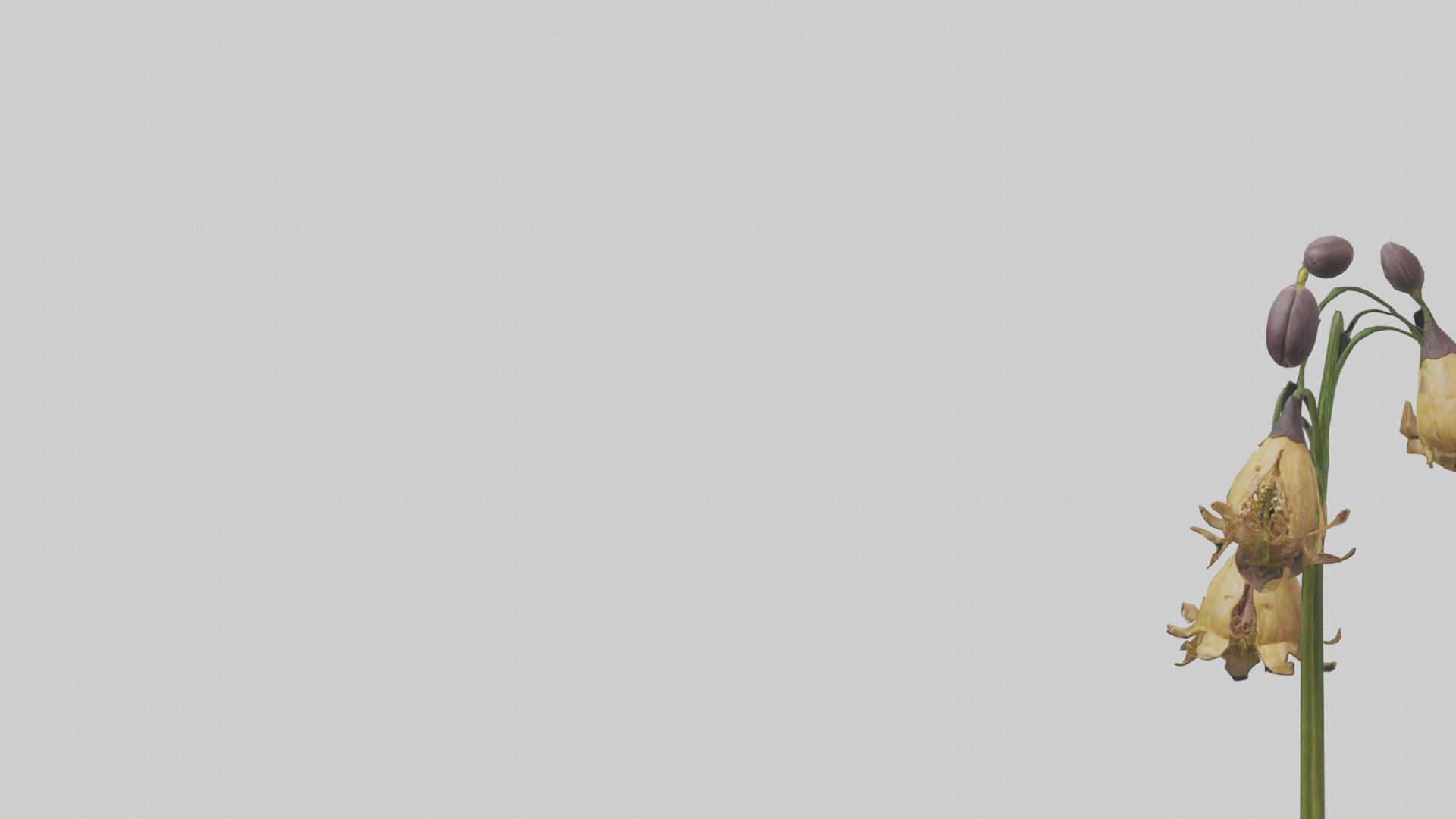 Fritillaria model Low-poly 3D model_21