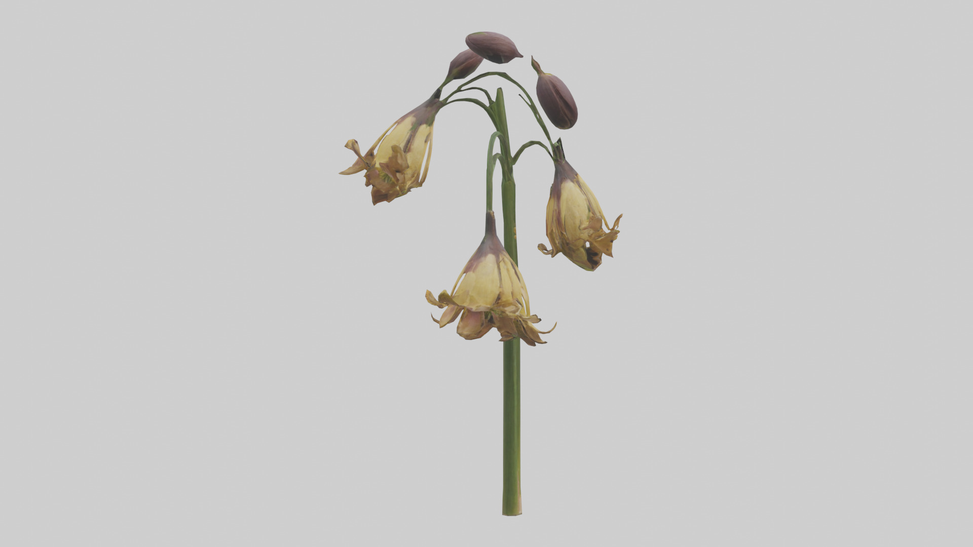 Fritillaria model Low-poly 3D model_2
