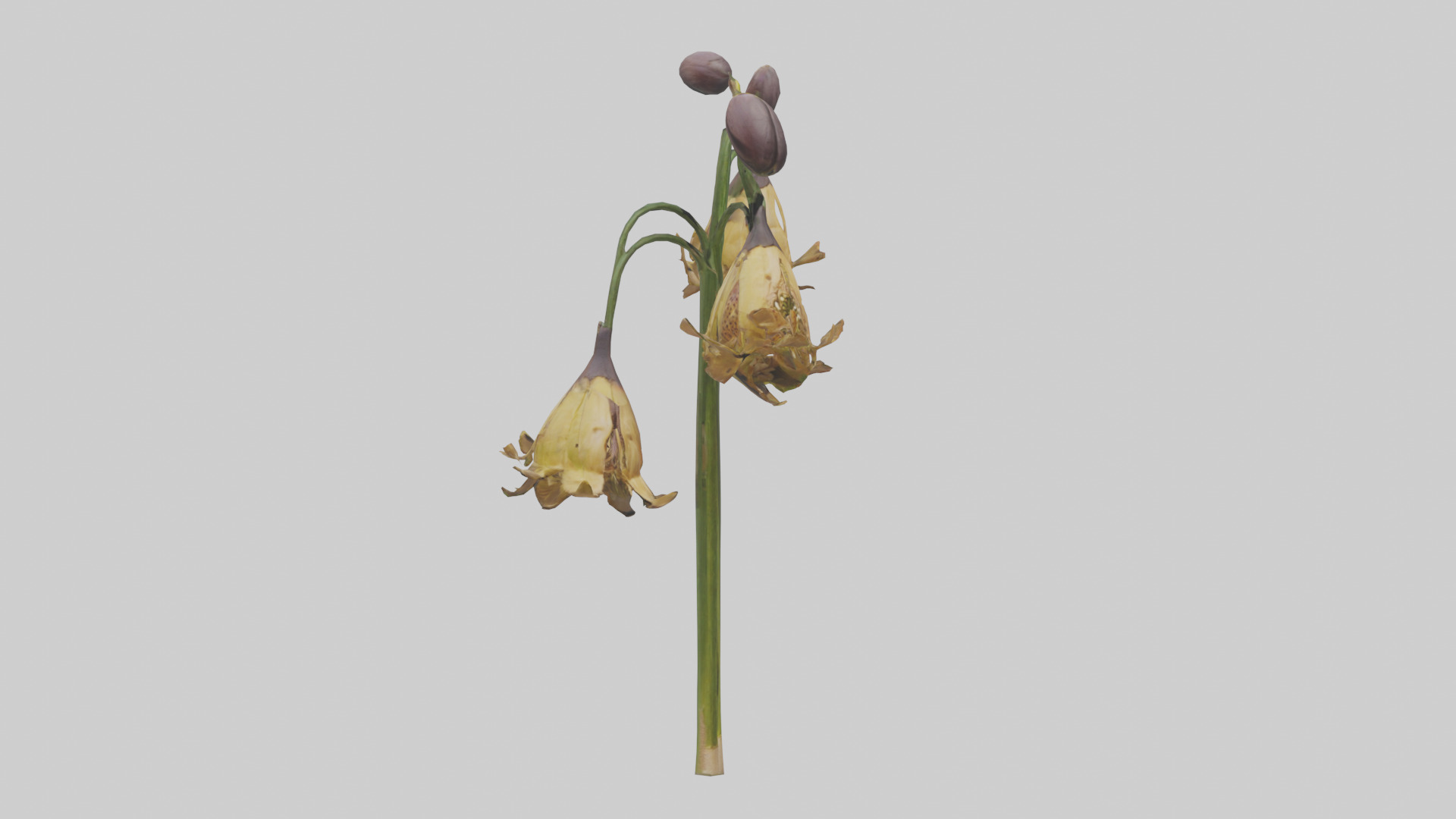 Fritillaria model Low-poly 3D model_16