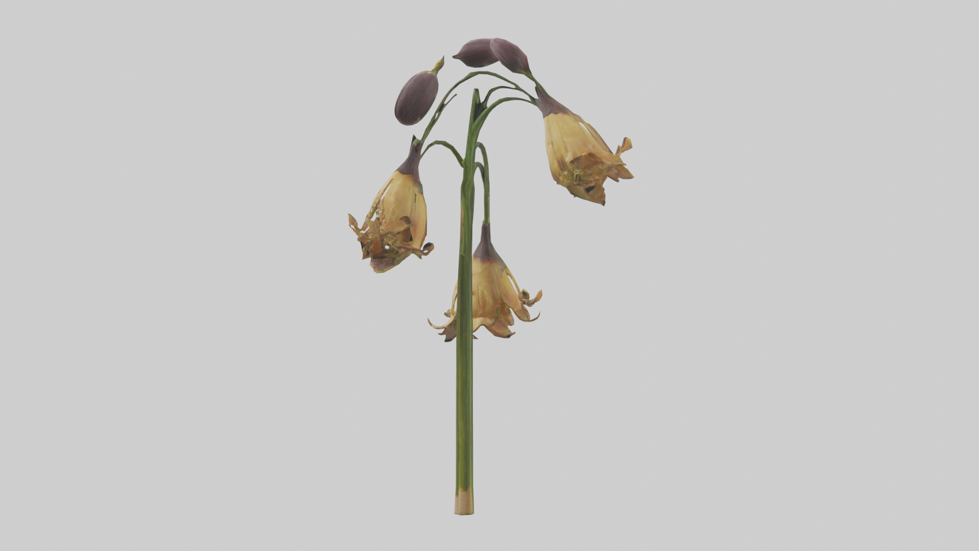 Fritillaria model Low-poly 3D model_11