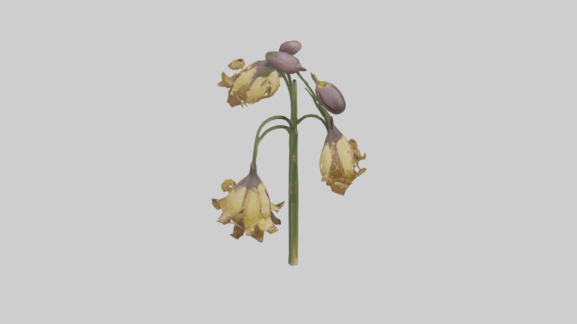 Fritillaria model Low-poly 3D model_28