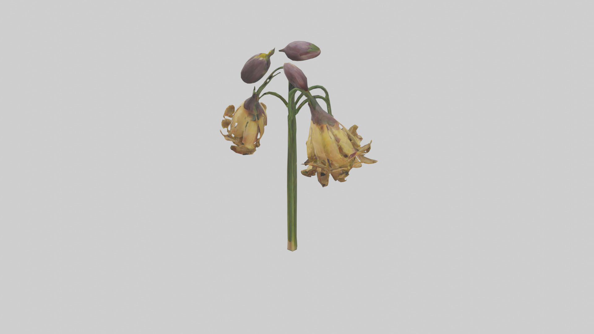 Fritillaria model Low-poly 3D model_27