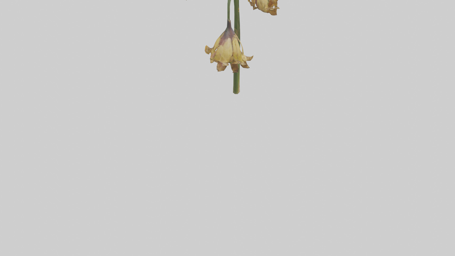 Fritillaria model Low-poly 3D model_4