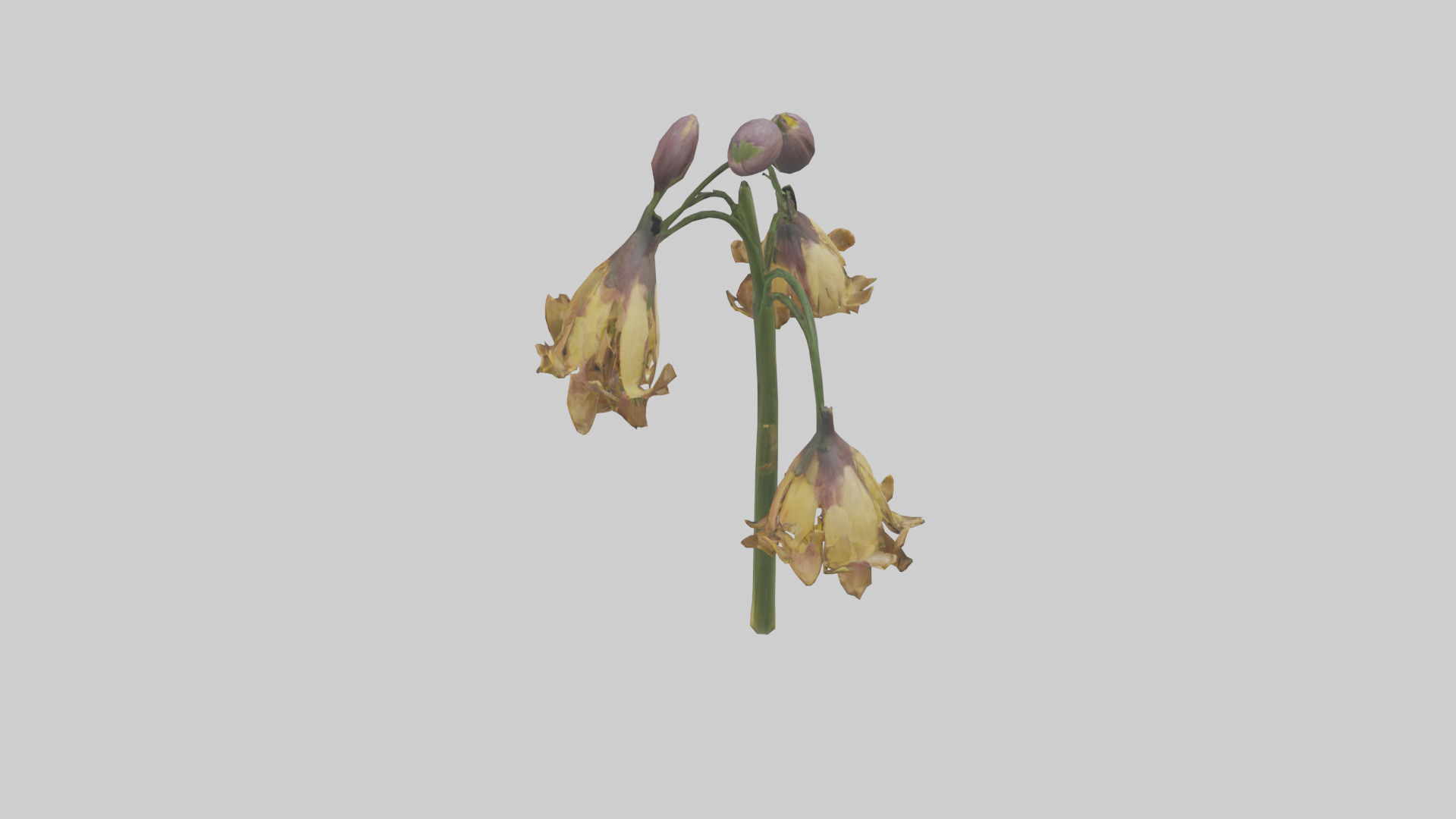 Fritillaria model Low-poly 3D model_25