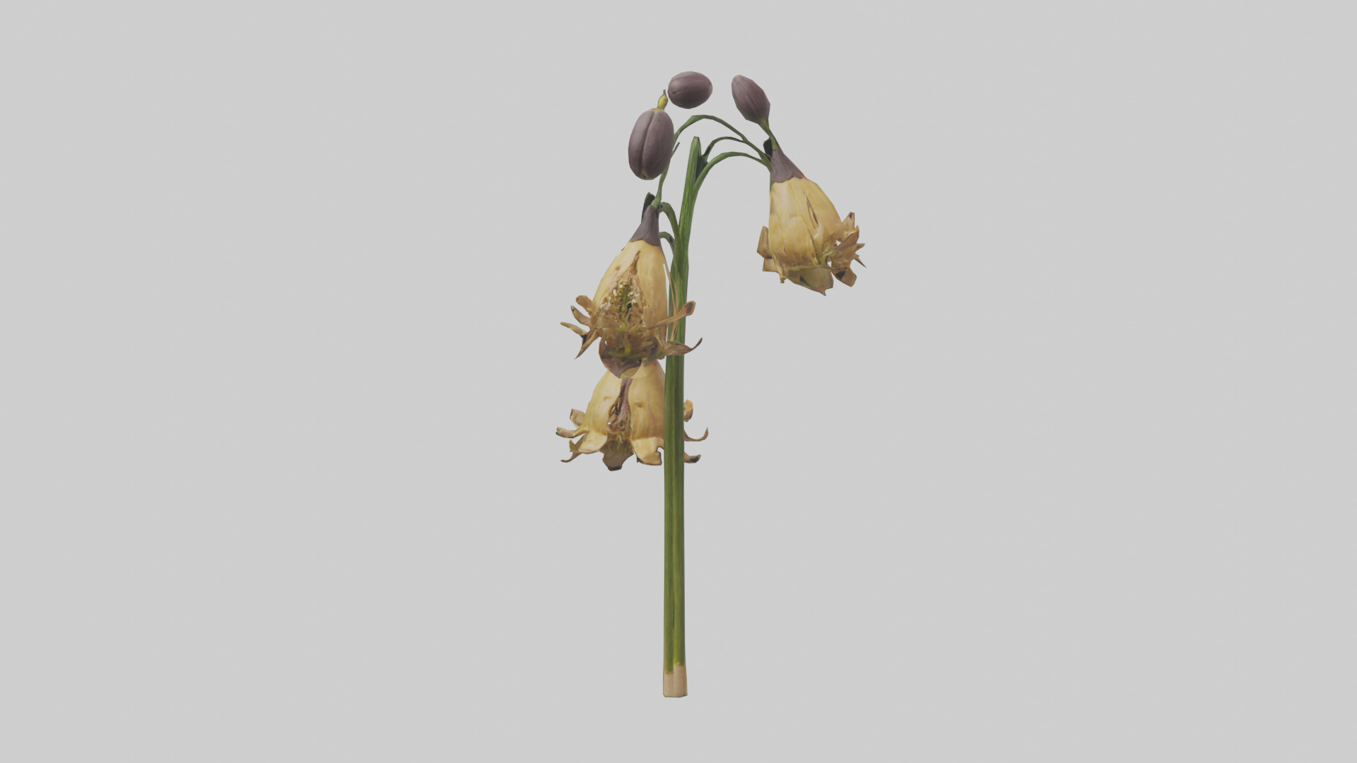 Fritillaria model Low-poly 3D model_12