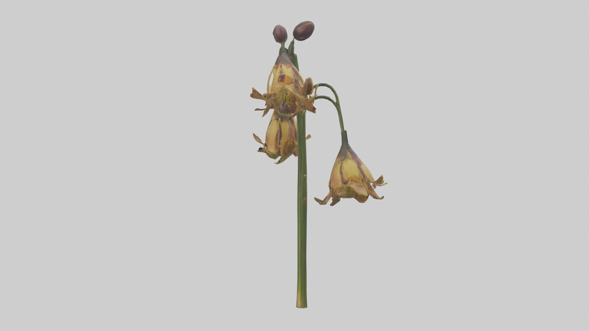 Fritillaria model Low-poly 3D model_1