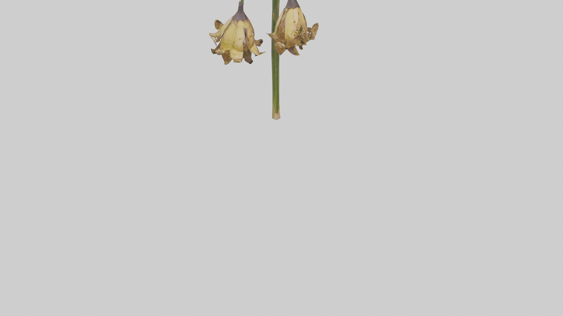 Fritillaria model Low-poly 3D model_6