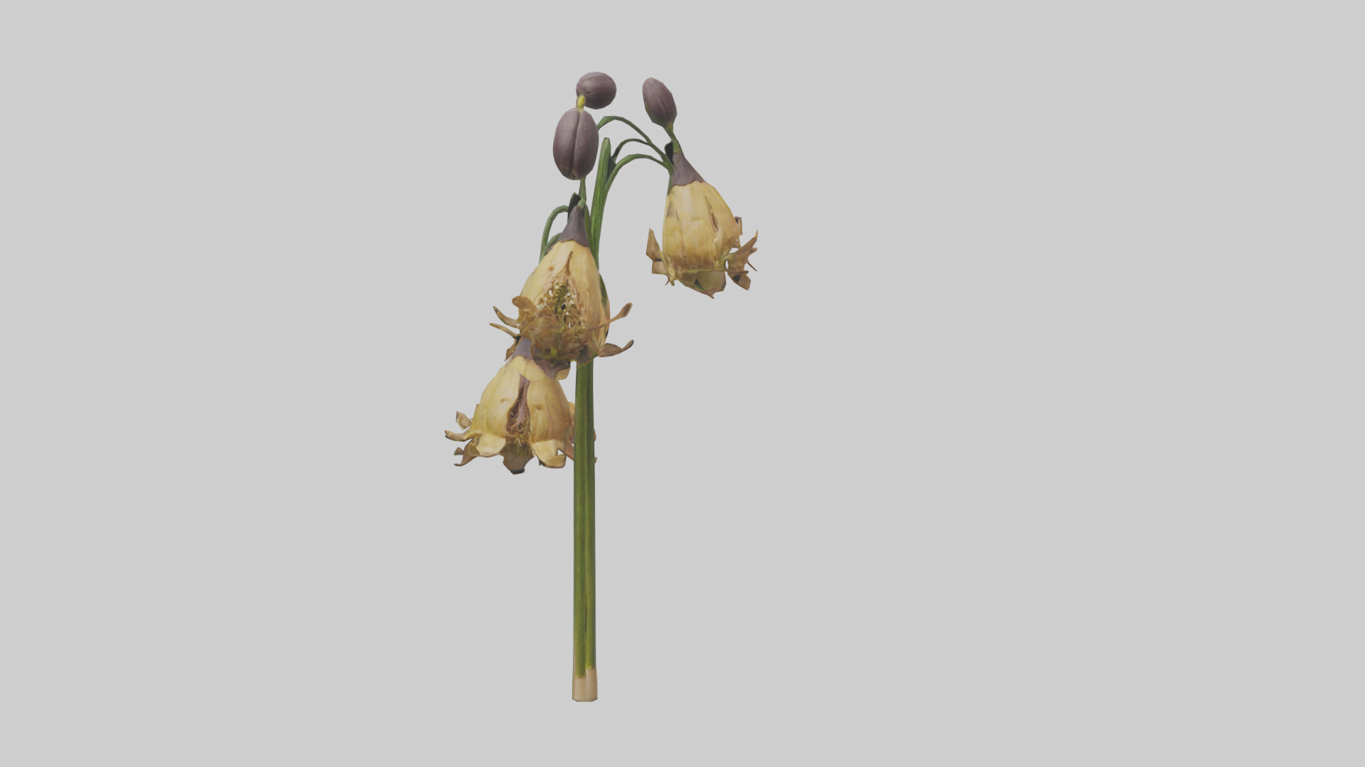 Fritillaria model Low-poly 3D model_20