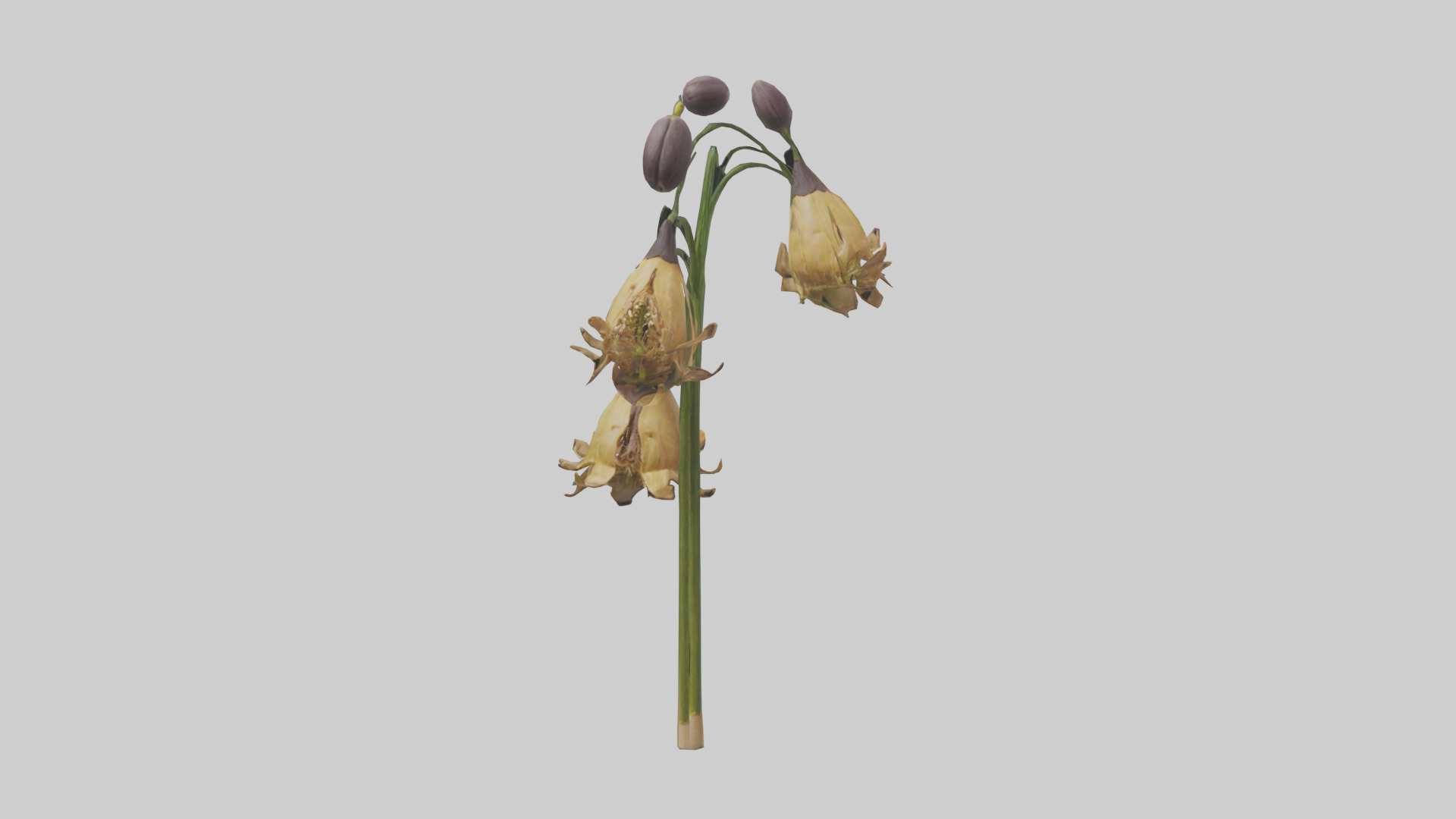 Fritillaria model Low-poly 3D model_14