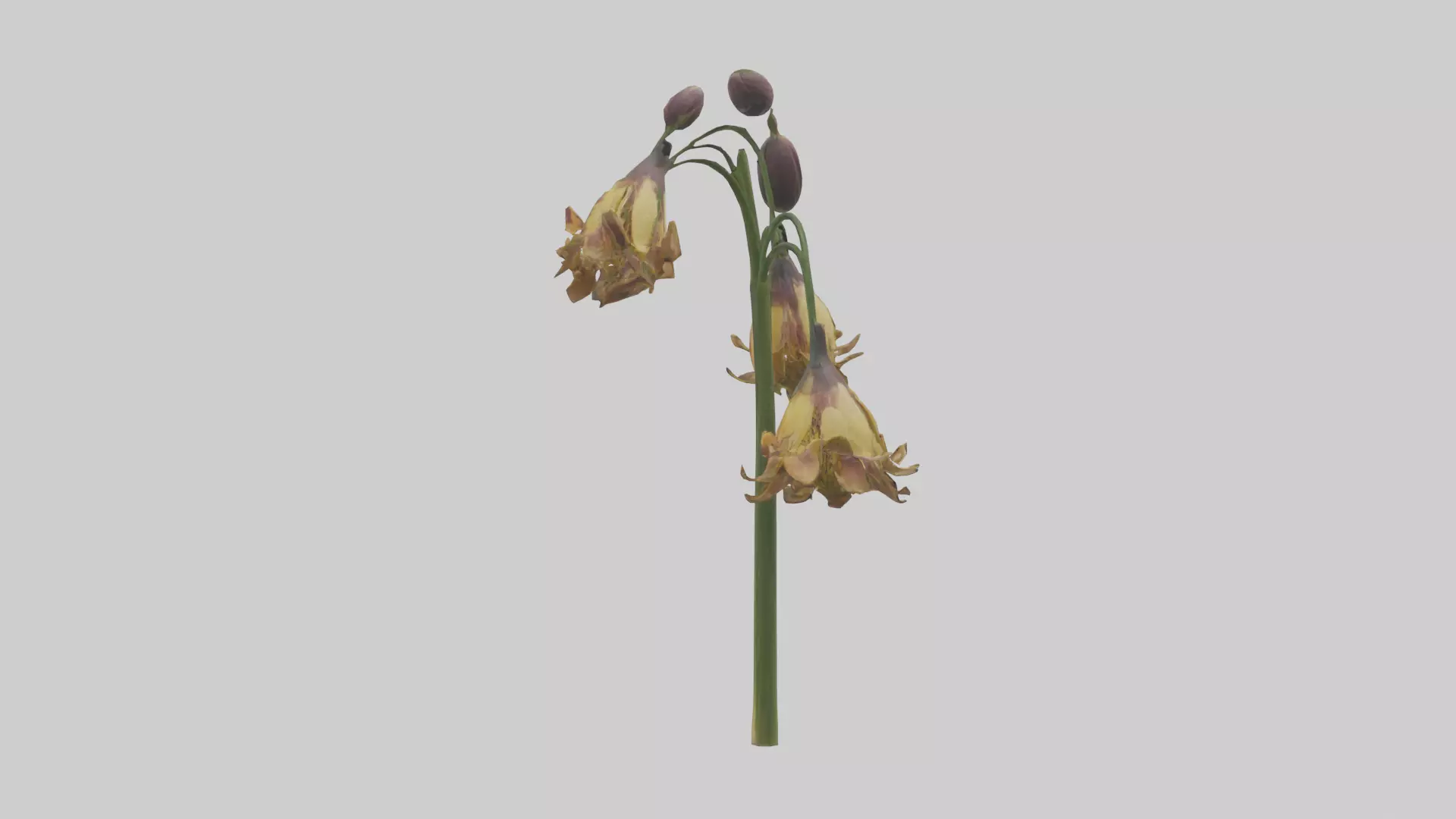 Fritillaria model Low-poly 3D model_0