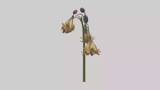 Fritillaria model Low-poly 3D model