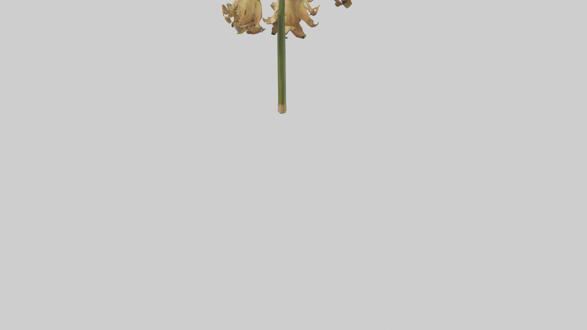 Fritillaria model Low-poly 3D model_5