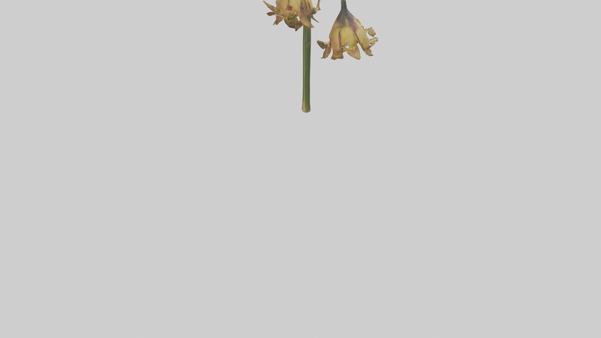 Fritillaria model Low-poly 3D model_3