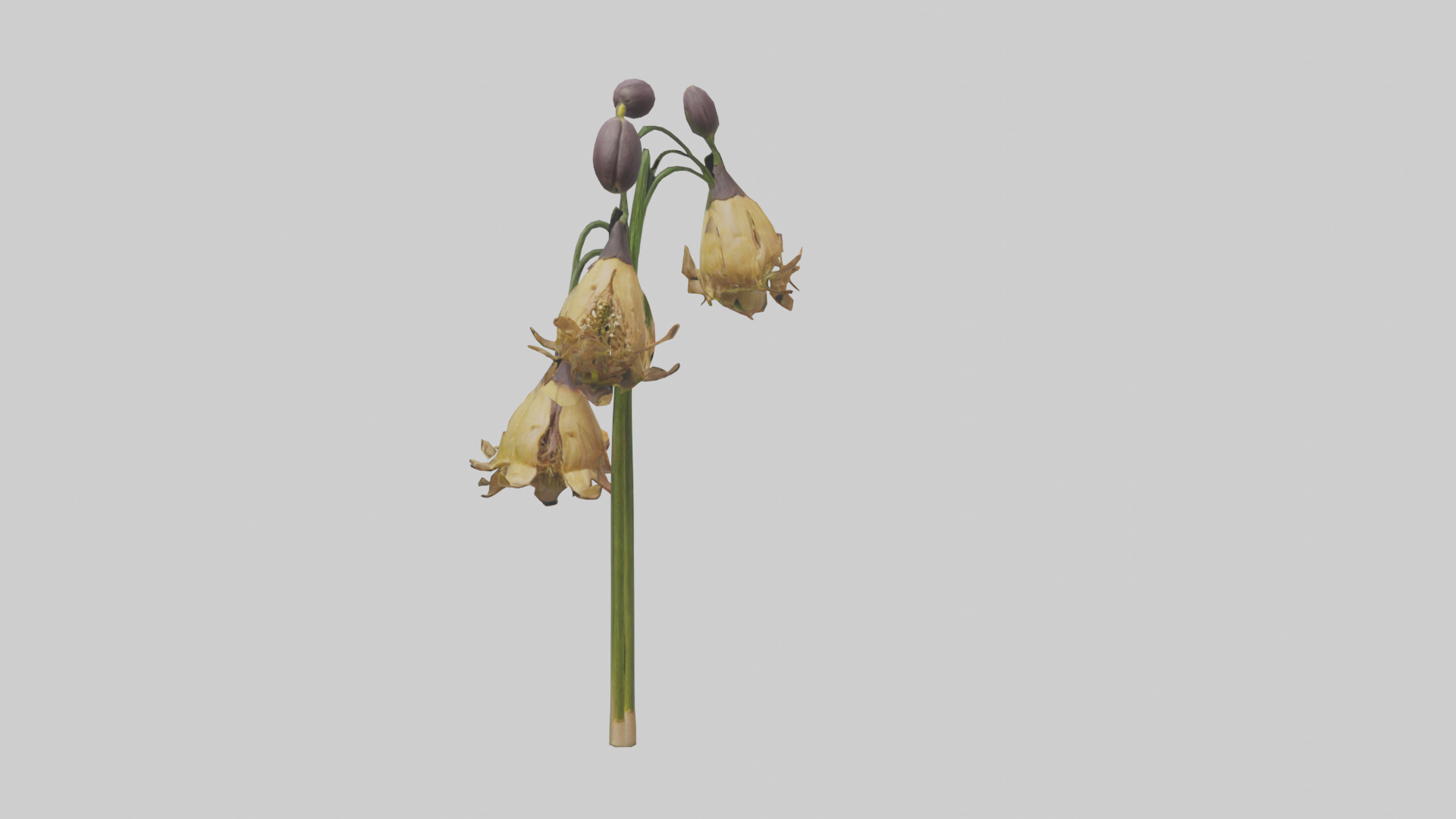 Fritillaria model Low-poly 3D model_18
