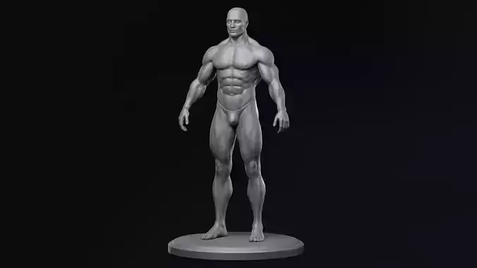 Male anatomy reference 3D print model
