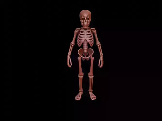 Skeleton Figure