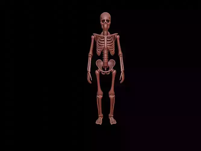 Skeleton Figure