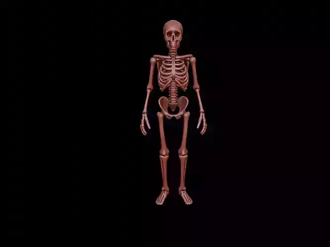 Skeleton Figure