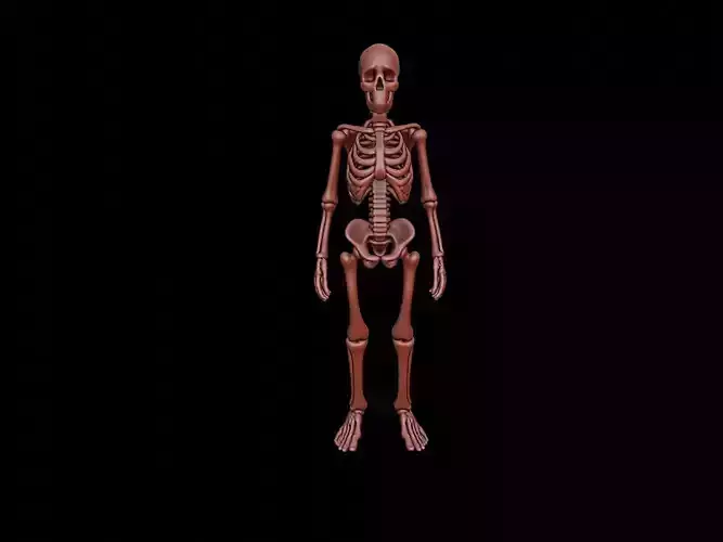 Skeleton Figure