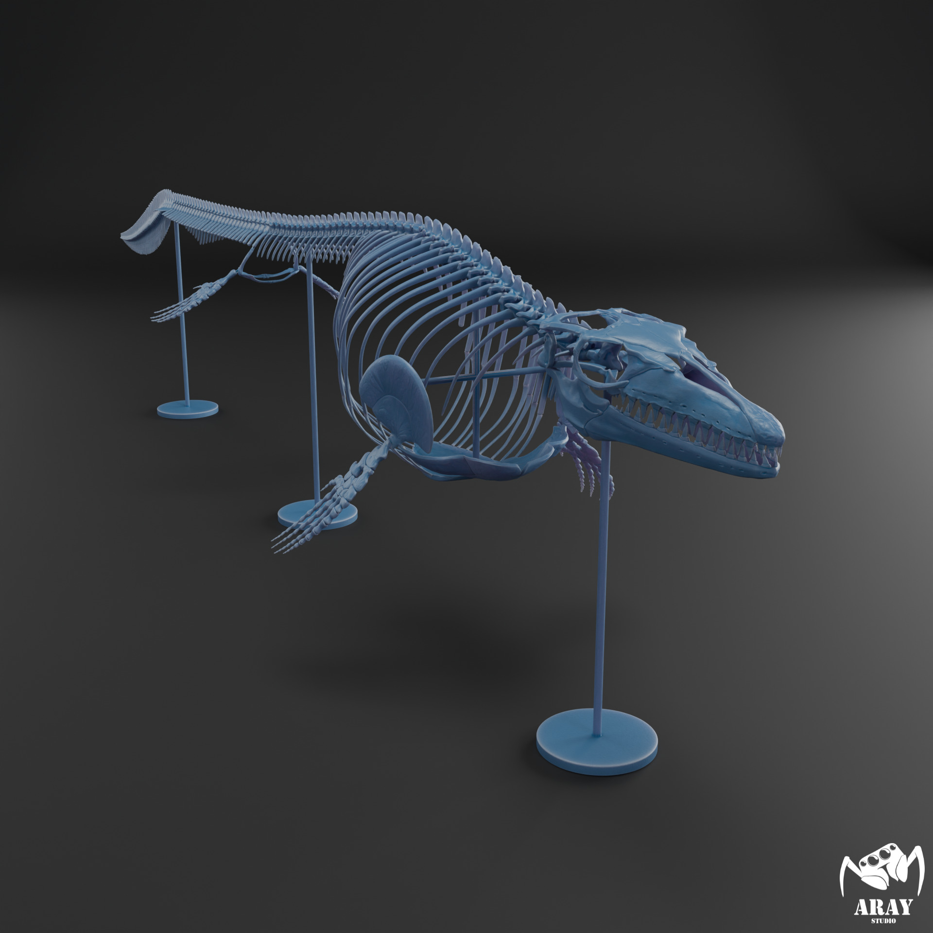Mosasaurus hoffmanni skeleton 3D print model_7