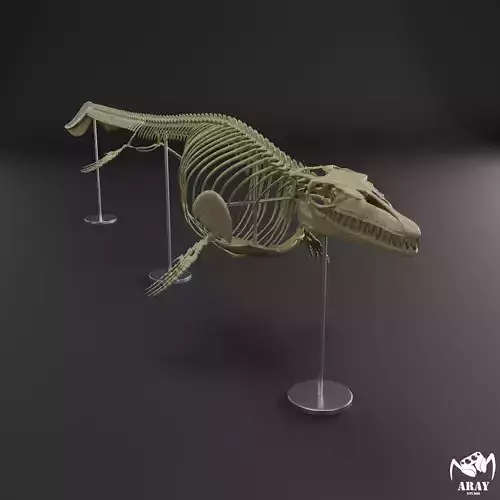 Mosasaurus hoffmanni skeleton 3D print model