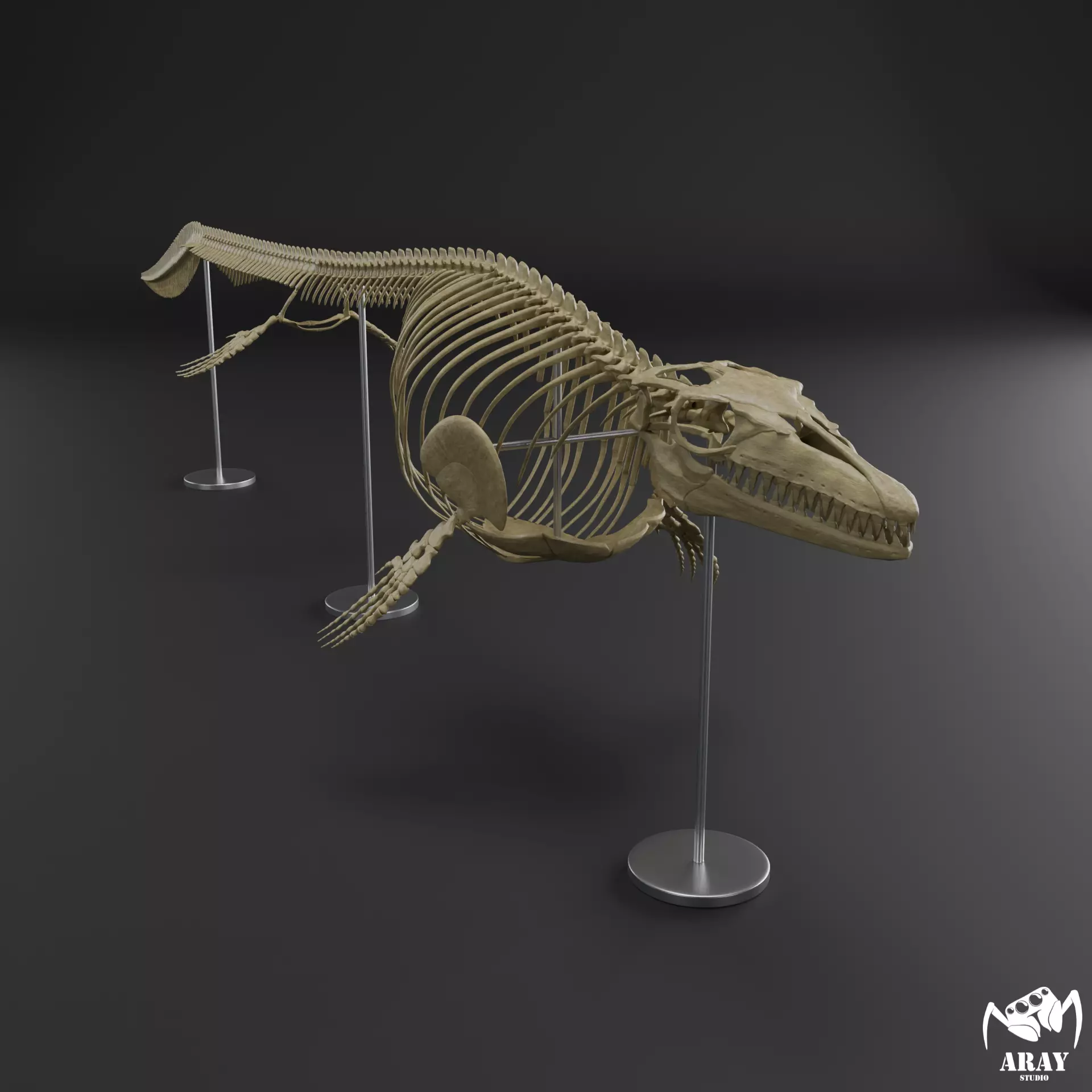 Mosasaurus hoffmanni skeleton 3D print model_0