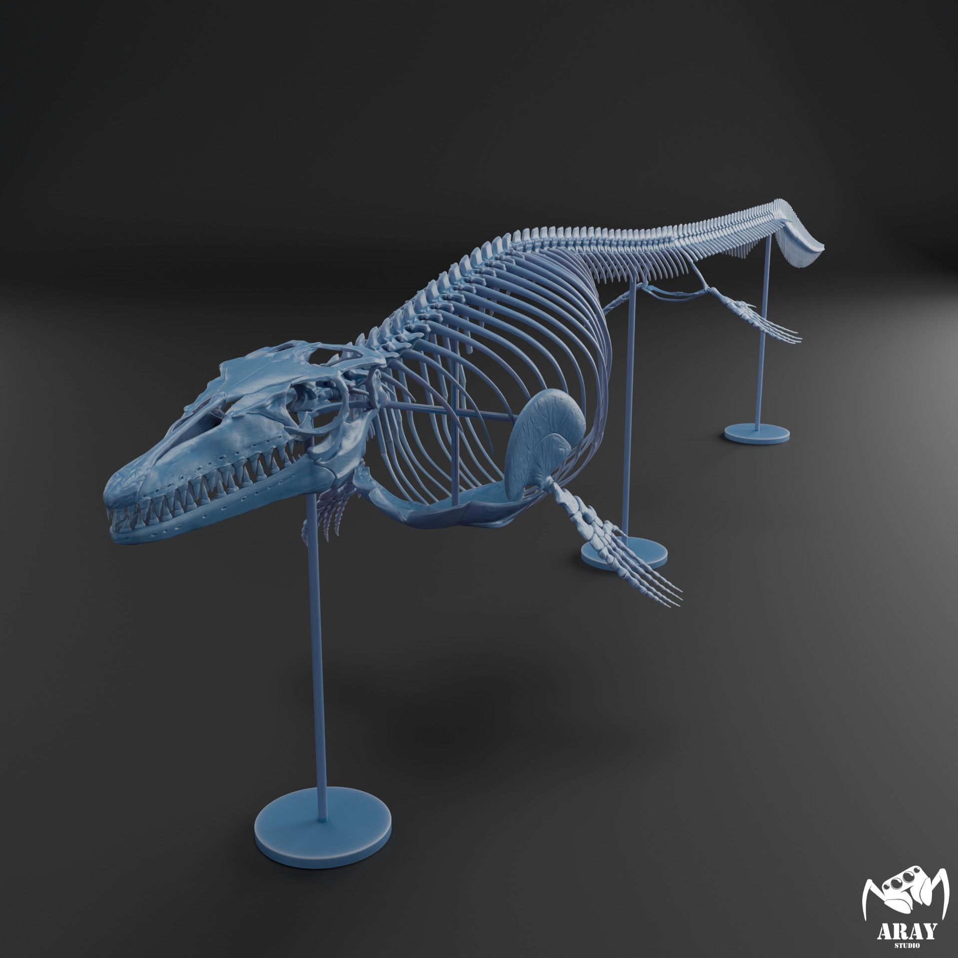 Mosasaurus hoffmanni skeleton 3D print model_9