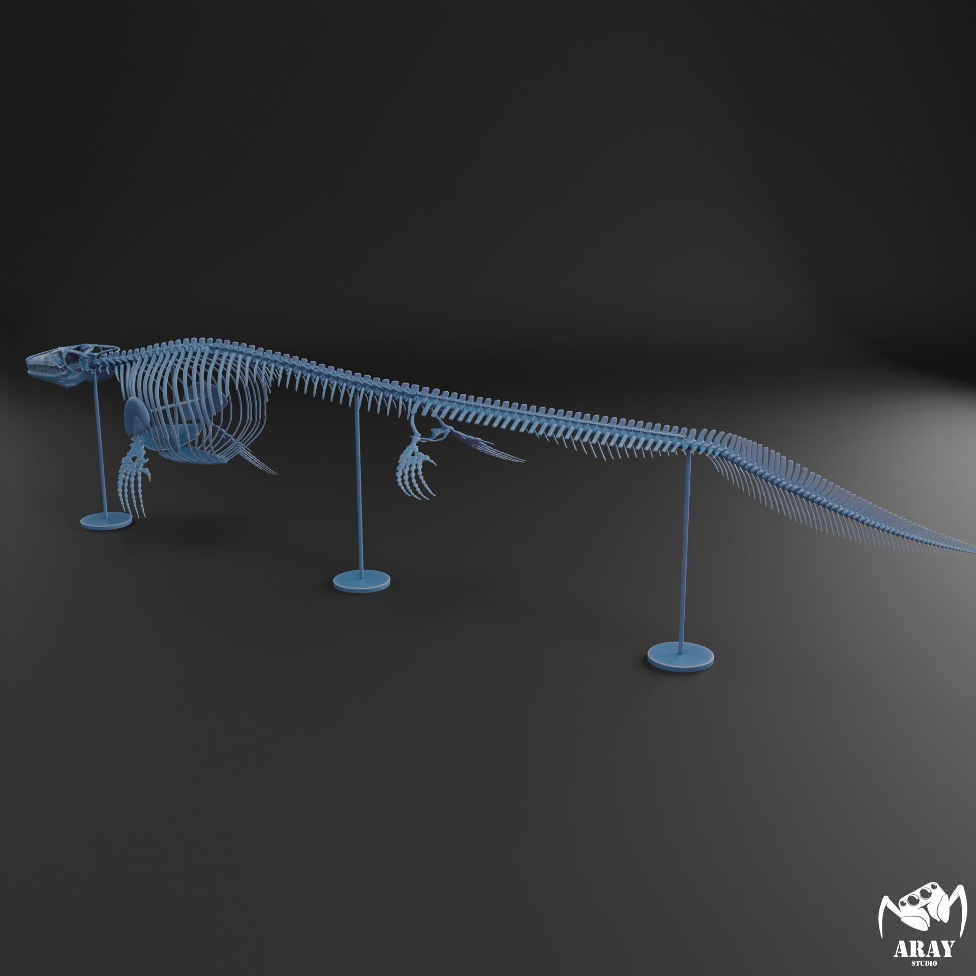 Mosasaurus hoffmanni skeleton 3D print model_12