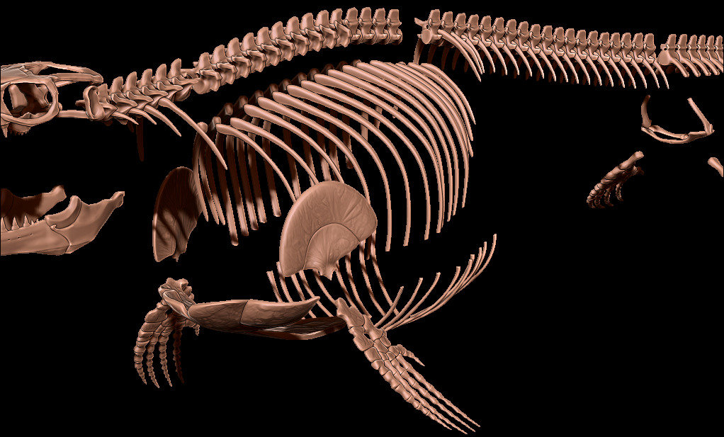 Mosasaurus hoffmanni skeleton 3D print model_16