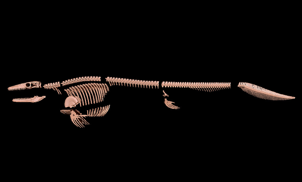 Mosasaurus hoffmanni skeleton 3D print model_15