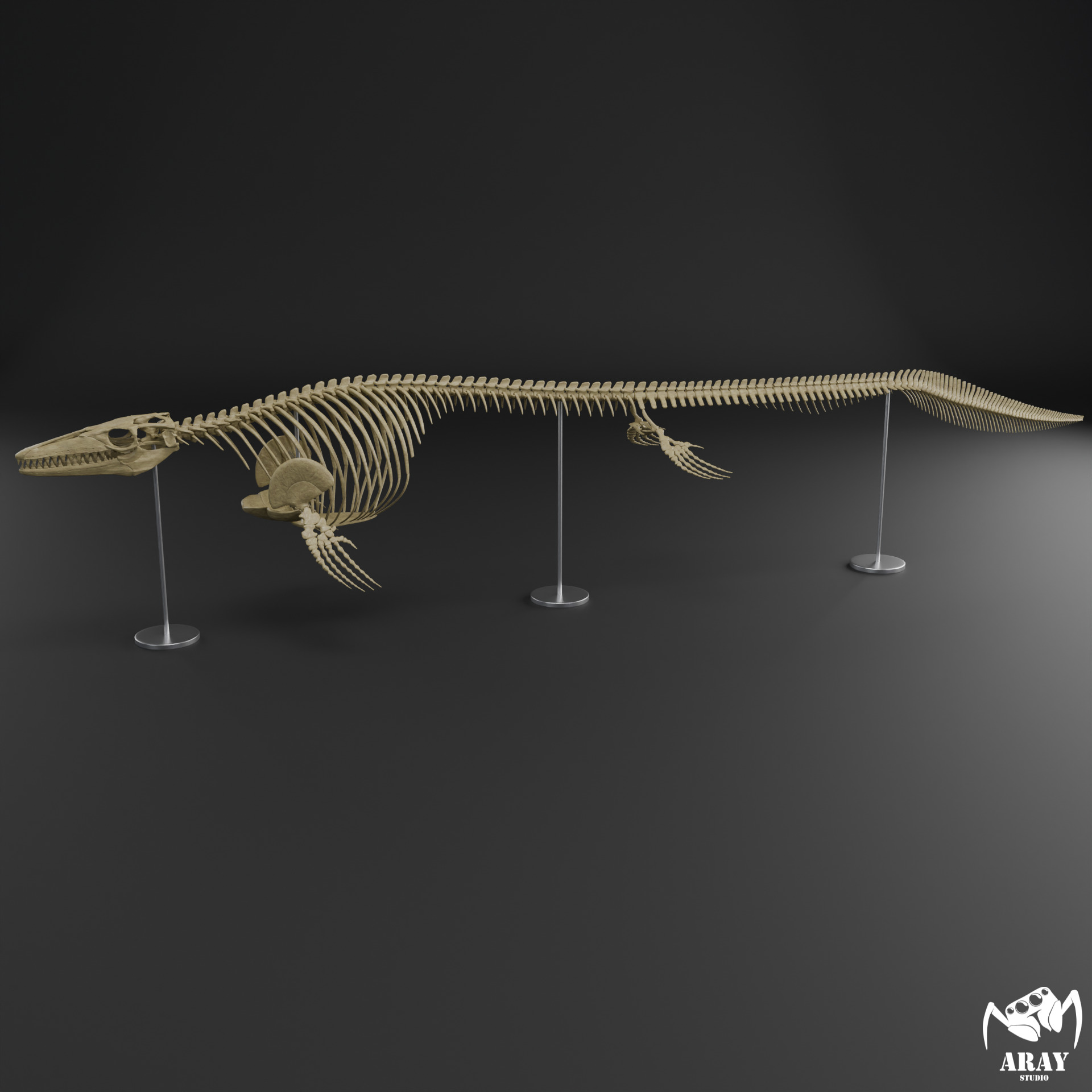 Mosasaurus hoffmanni skeleton 3D print model_4