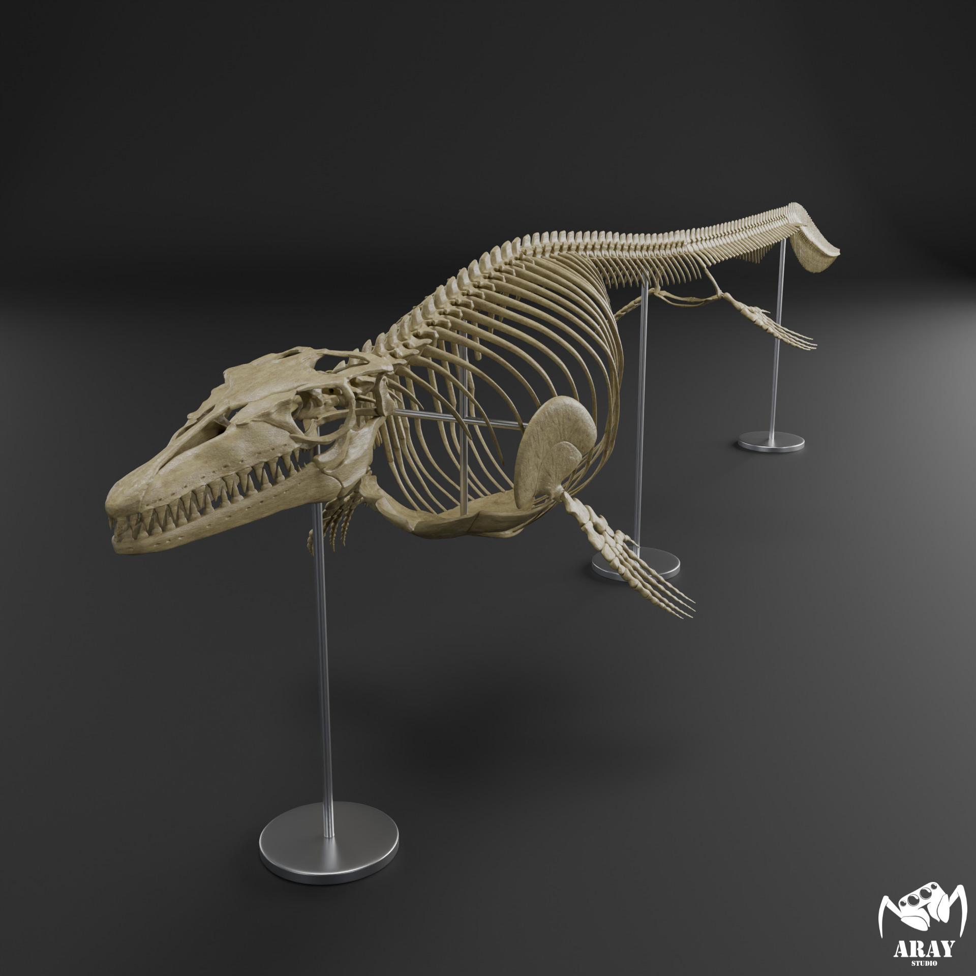 Mosasaurus hoffmanni skeleton 3D print model_2