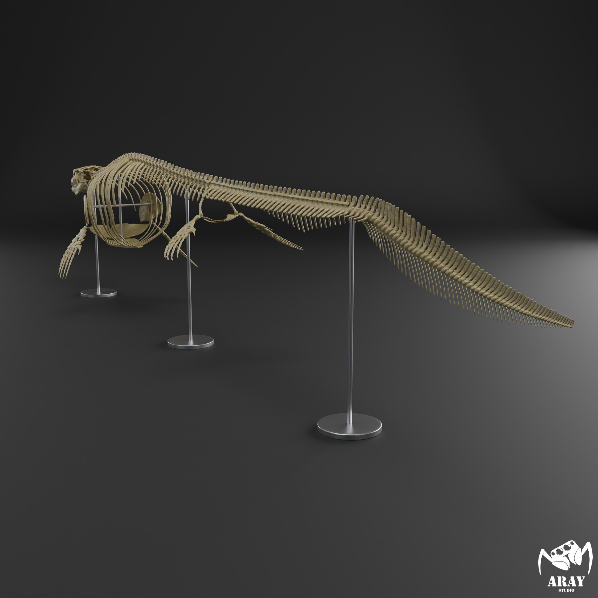 Mosasaurus hoffmanni skeleton 3D print model_6