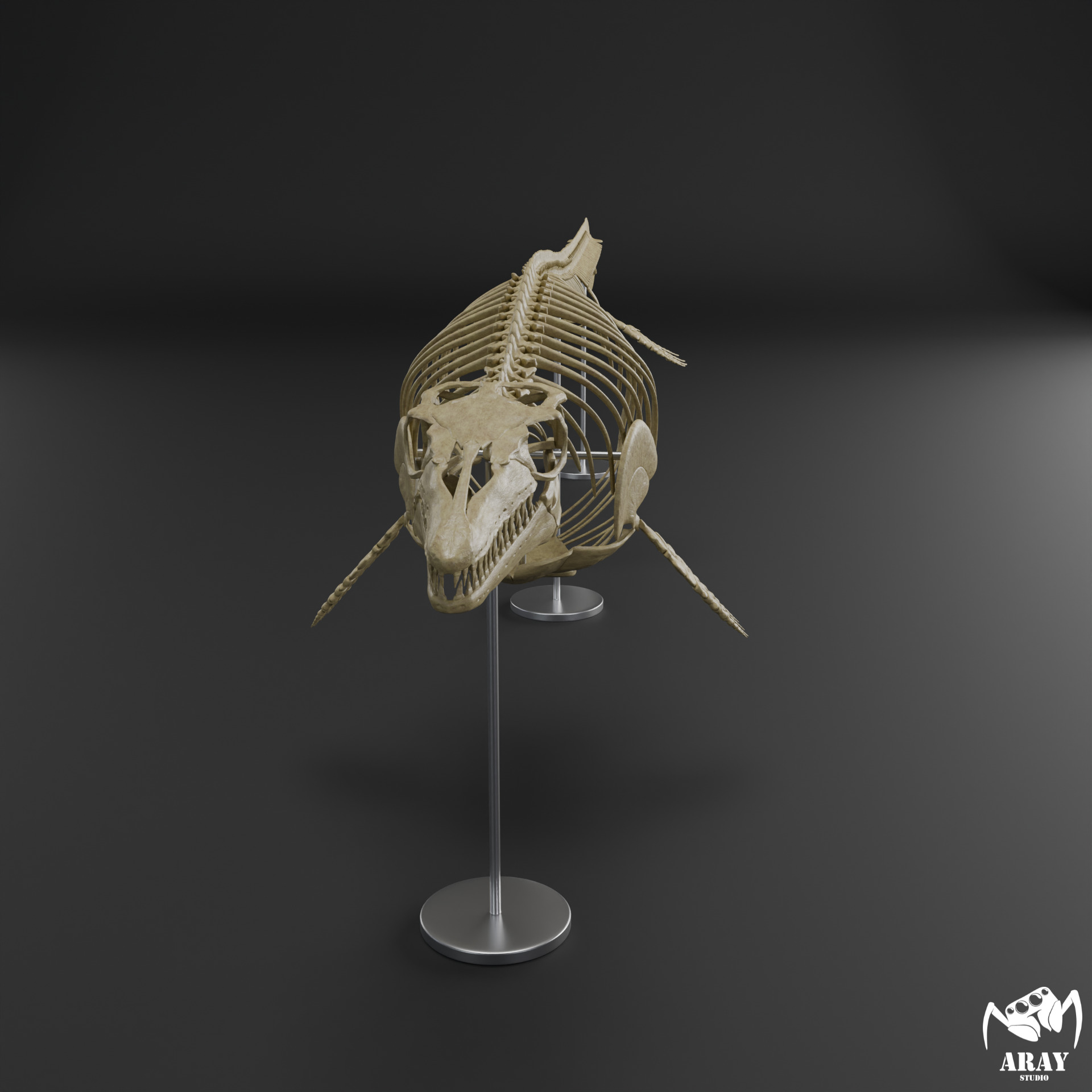 Mosasaurus hoffmanni skeleton 3D print model_1
