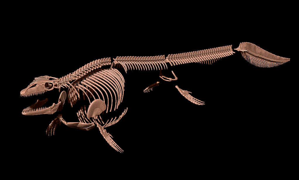Mosasaurus hoffmanni skeleton 3D print model_14
